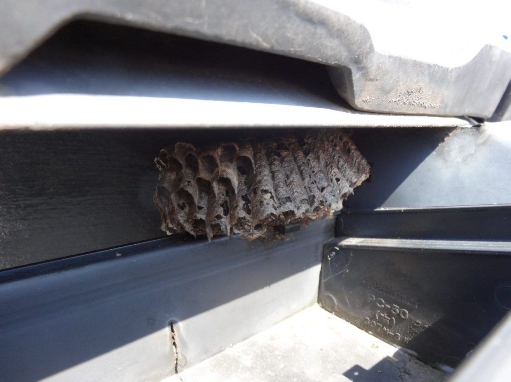 雨樋に営巣している蜂の写真（雨漏り防水センター）