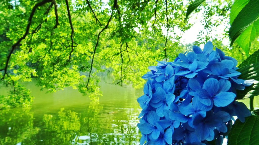 梅雨時期に咲く紫陽花の花（雨漏り防水センター）