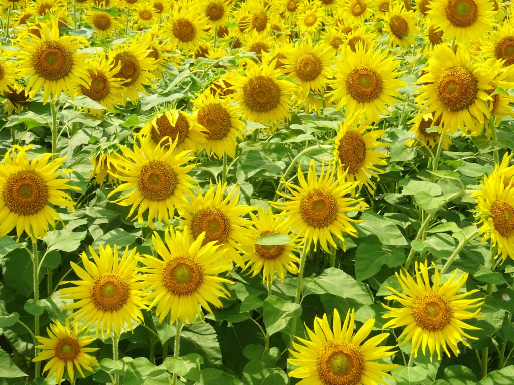 向日葵の花（雨漏り防水センター）