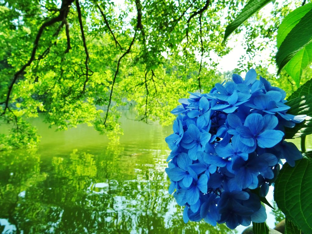 紫陽花の花（雨漏り防水センター）